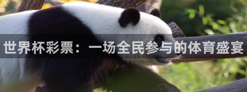 世界杯球队:世界杯彩票:一场全民参与的体育盛宴